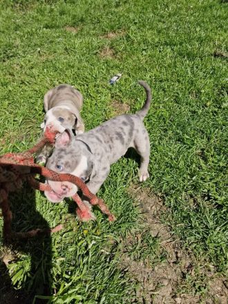 Old english Bulldogge
