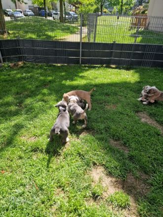 Old english Bulldogge