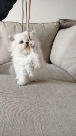 BKH Kitten in Blue Point und Black Silver Tabby Spotted