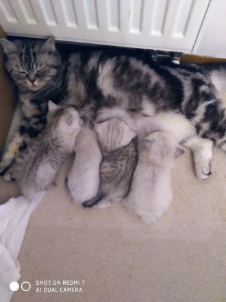 BKH Kitten in Blue Point und Black Silver Tabby Spotted