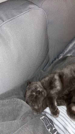 Britisch Kurzhaar Kater 8 Monate sehr Liebevoll