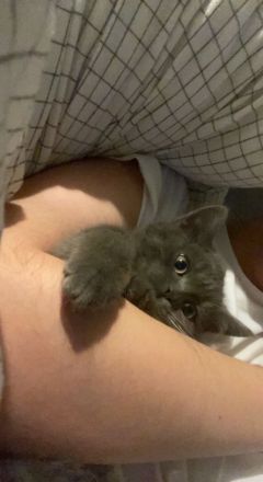 Britisch Kurzhaar Kater 8 Monate sehr Liebevoll