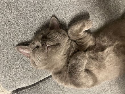 Britisch Kurzhaar Kater 8 Monate sehr Liebevoll