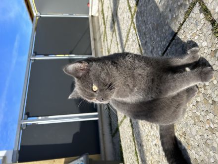 Britisch Kurzhaar Kater 8 Monate sehr Liebevoll
