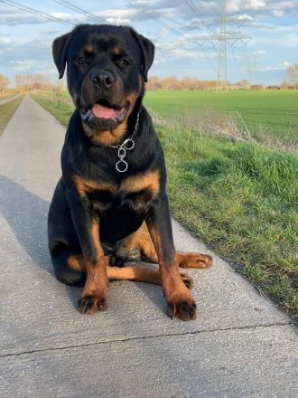 Rottweiler Junghund