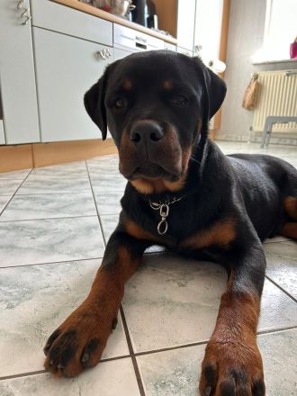 Rottweiler Junghund