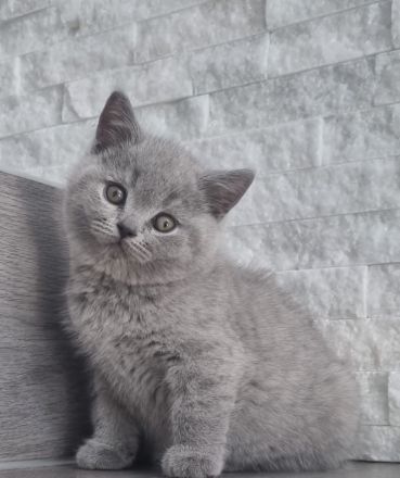 BKH Kitten mit Stammbaum abzugeben