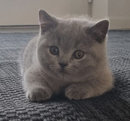 BKH Kitten mit Stammbaum abzugeben