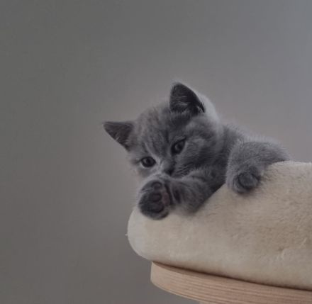 BKH Kitten mit Stammbaum abzugeben