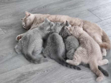 BKH Kitten mit Stammbaum abzugeben