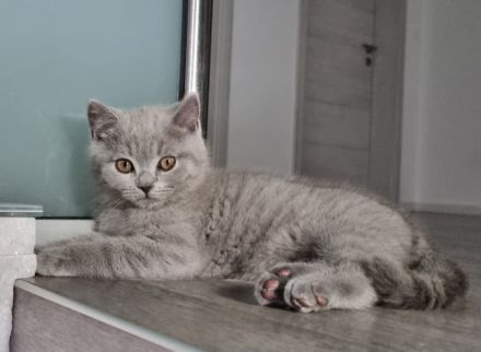 BKH Kitten mit Stammbaum abzugeben