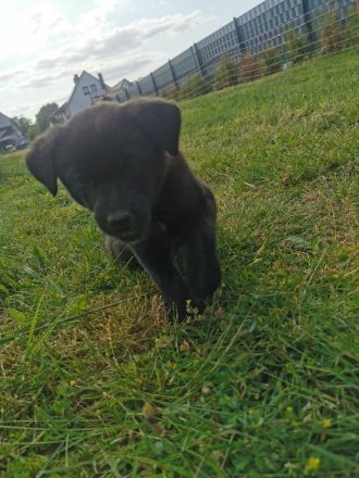 6 Husky /Leonberger Mix Welpen