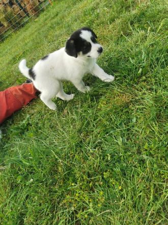 6 Husky /Leonberger Mix Welpen