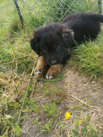 6 Husky /Leonberger Mix Welpen
