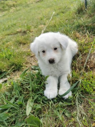 6 Husky /Leonberger Mix Welpen