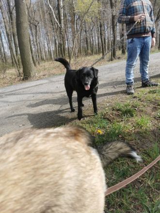 6 Husky /Leonberger Mix Welpen