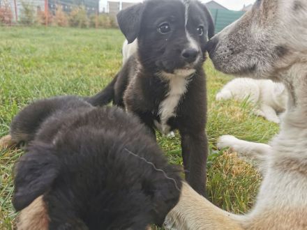 6 Husky /Leonberger Mix Welpen