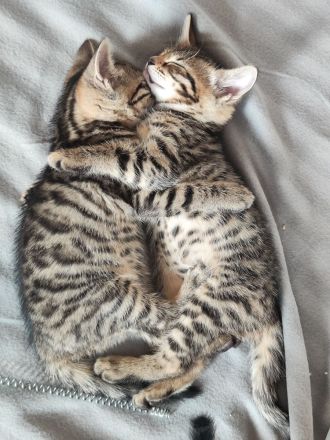 Russisch Blau Bengal Mix Kitten Katze