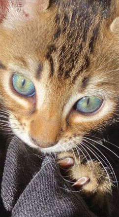 Russisch Blau Bengal Mix Kitten Katze