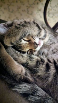 Russisch Blau Bengal Mix Kitten Katze