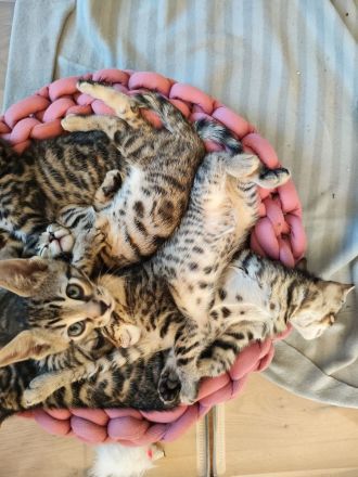 Russisch Blau Bengal Mix Kitten Katze