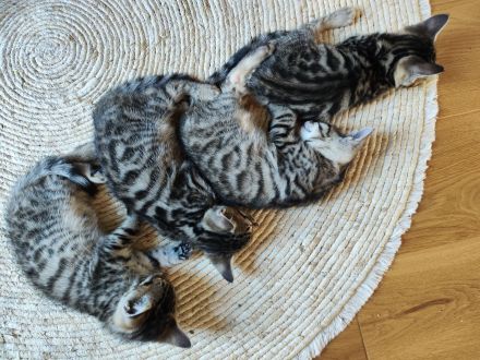 Russisch Blau Bengal Mix Kitten Katze