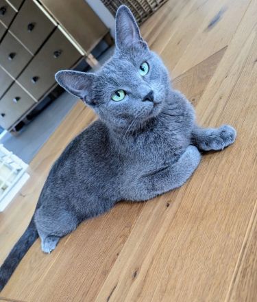 Russisch Blau Bengal Mix Kitten Katze