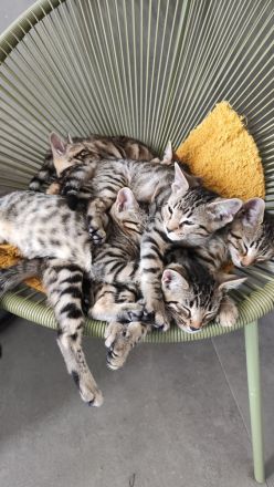 Russisch Blau Bengal Mix Kitten Katze