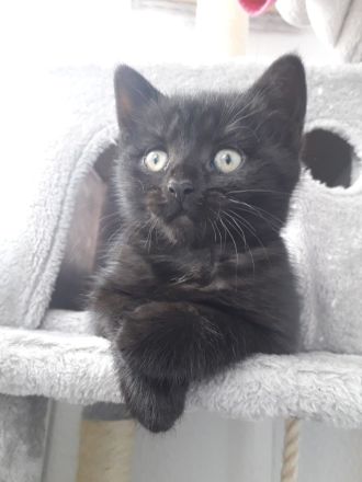 Bkh mix kitten