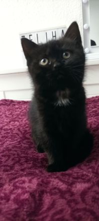 Bkh mix kitten