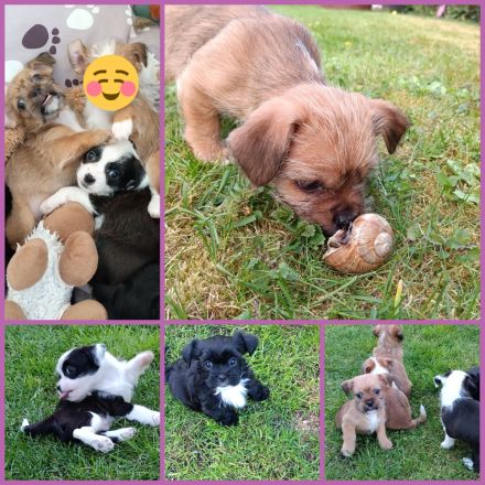 Shi-Tzu Chihuahua-Welpen