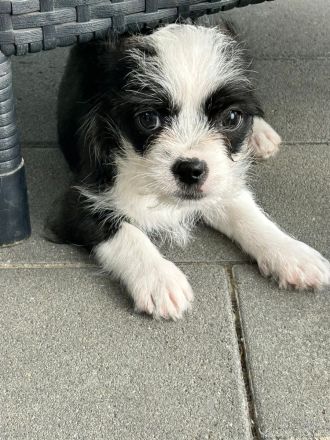 Shi-Tzu Chihuahua-Welpen