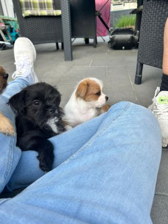 Shi-Tzu Chihuahua-Welpen