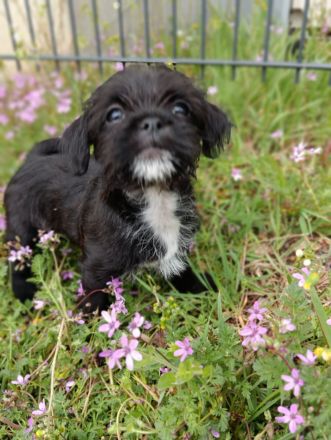 Shi-Tzu Chihuahua-Welpen