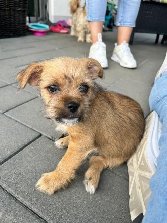 Shi-Tzu Chihuahua-Welpen