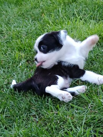 Shi-Tzu Chihuahua-Welpen