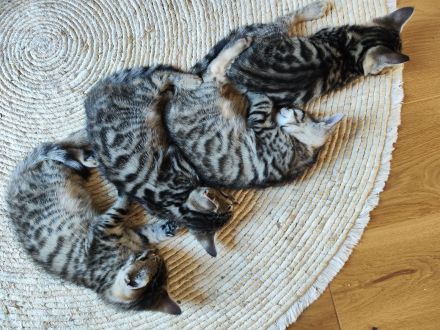 Russisch Blau Bengal Edelmix