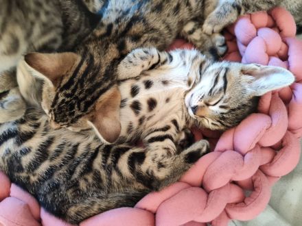 Russisch Blau Bengal Edelmix