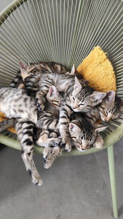 Russisch Blau Bengal Edelmix