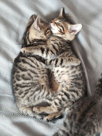 Russisch Blau Bengal Edelmix