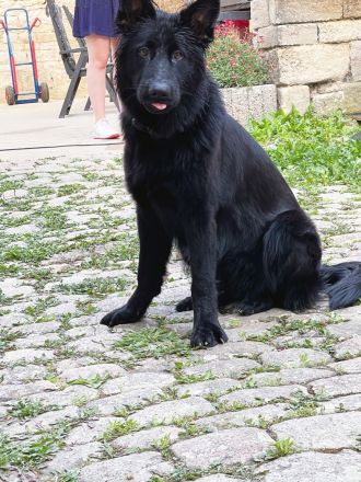 Altdeutsche Schäferhündin DDR-Linie komplett schwarz sucht