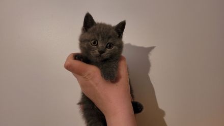 BKH Kitten