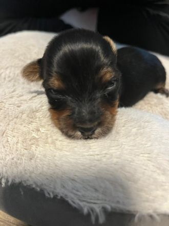 2 Yorkshire Terrier Welpen suchen neues Zuhause