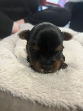 2 Yorkshire Terrier Welpen suchen neues Zuhause