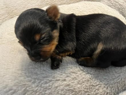 2 Yorkshire Terrier Welpen suchen neues Zuhause