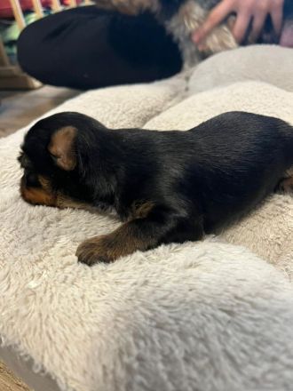2 Yorkshire Terrier Welpen suchen neues Zuhause