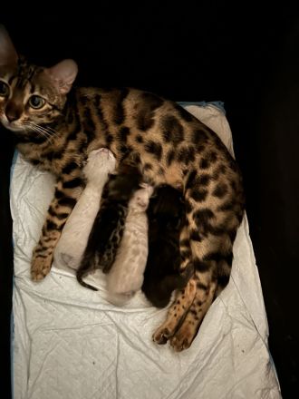 Bengal Kitten