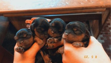 Reinrassige Cavalier King Charles Spaniel Welpen