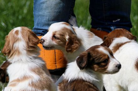 Kooikerhondje