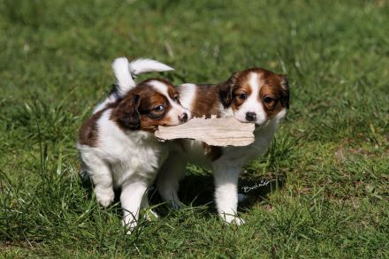 Kooikerhondje